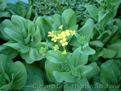 Pak Choy flowers 